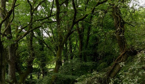 Inheriting Woodland: what are the responsibilities?